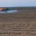 Potatoes and herbicide