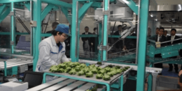 Revolution in basil cultivation: Big O Center opens