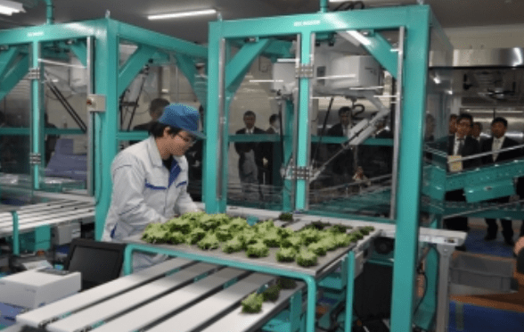 Revolución en el cultivo de albahaca: se abre el Big O Center