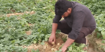 Increasing potato yields: new disease-resistant varieties now available to Farrukhabadae farmers