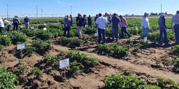 United against potato viruses: Potato Virus Initiative promotes detection, breeding and management strategies