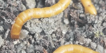 EWRN Workshop: Global Experts Unite to Address Wireworm Problems in Potato Production