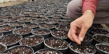 Potato revolution: Potato Research Institute pioneer Nowhere new GPT seed initiative