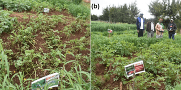 Empowering Potato Farmers: A Sustainable Approach to Fungicide Management