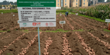 Cultivating Innovation: Transforming Rwanda’s Potato Industry with New Varieties