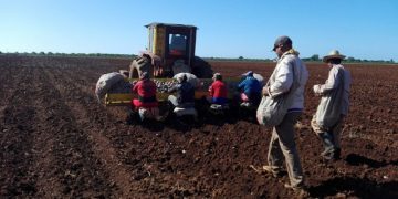 Innovative Potato Farming Techniques: Insights from MINAG