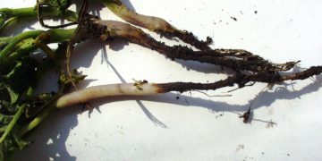 Survey on Potato Blackleg Control and Seed Testing Practices