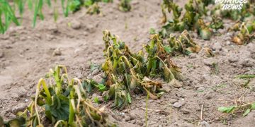 Battling Nature’s Whims: Challenges for Potato Farmers in Ireland and Europe