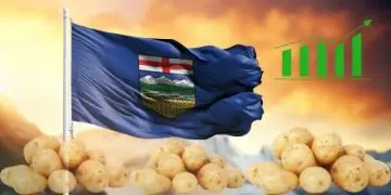 Alberta topples P.E.I. as Canada’s leading potato producer: a shift in the agricultural landscape