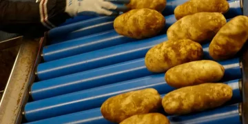 Alsum Farms: Cultivating Sustainable Potatoes with Wisconsin Healthy Grown® Program