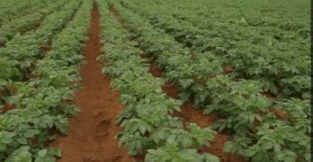 Corteva Promotes BlueN Biostimulant for UK Potato Growers