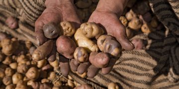 Honoring Tradition: Vodka 14 Inkas, a Testament to Andean Heritage