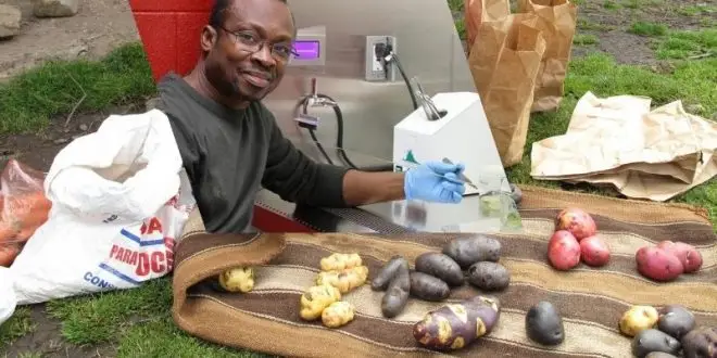 La selezione per il futuro: coltivazione di patate resistenti al clima nel Canada atlantico