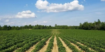 Game changer for potato farmers: FMC Anthem Flex herbicide approved for use