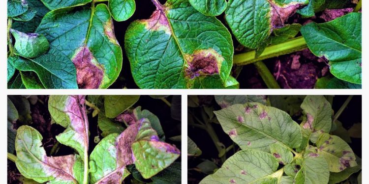 Photos by Maria A. Kuznetsova (All-Russian Research Institute of Phytopathology)