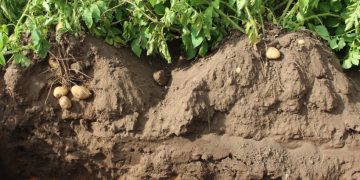 Enhancing Potato Crop Performance: Key Strategies for Improving Soil Health