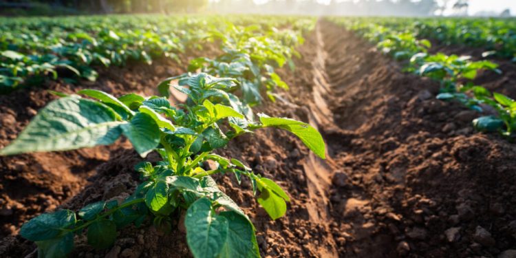 Young potato plant field in the morning,organic farm.