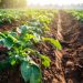 Young potato plant field in the morning,organic farm.