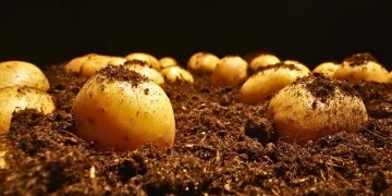 European Potato Planting Conditions Show Improvement Despite Adverse Weather