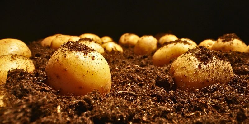 Le condizioni di semina delle patate in Europa mostrano un miglioramento nonostante il clima avverso