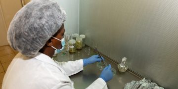 Transforming Agriculture: The Future of Germplasm Exchange in Kenya