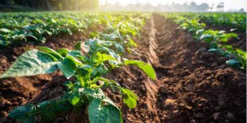 Enhancing Potato Protection: Extended Mineral Oil Use for Managing Aphid-Vectored Viruses