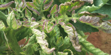 Potato walks begin in Ireland as cases emerge