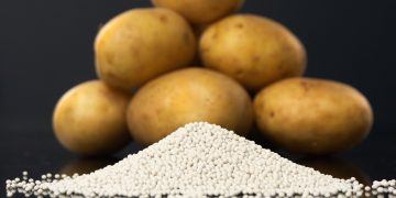 Hybrid True Potato Seeds: A Game Changer for Global Food Security