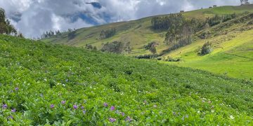 Advancing Peruvian Potato Cultivation: Innovations and Opportunities