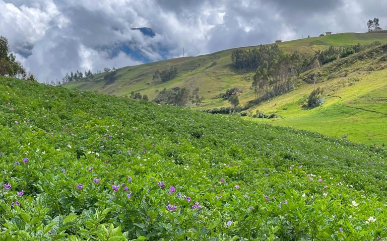 Empowering Potato Farming: CIP's Breakthrough Varieties Spearhead Peru's Agricultural Advancement 15 Empowering Potato Farming: CIP’s Breakthrough Varieties Spearhead Peru’s Agricultural Advancement