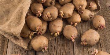 Adapting to climate change: the future of potato farming in a warmer world