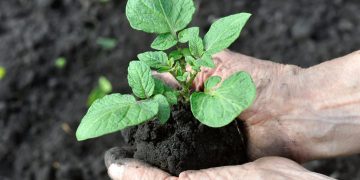Potato planting season delayed in Europe due to improved soil conditions