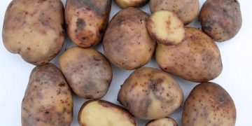 James Hutton Institute Secures Funding to Combat Blight.