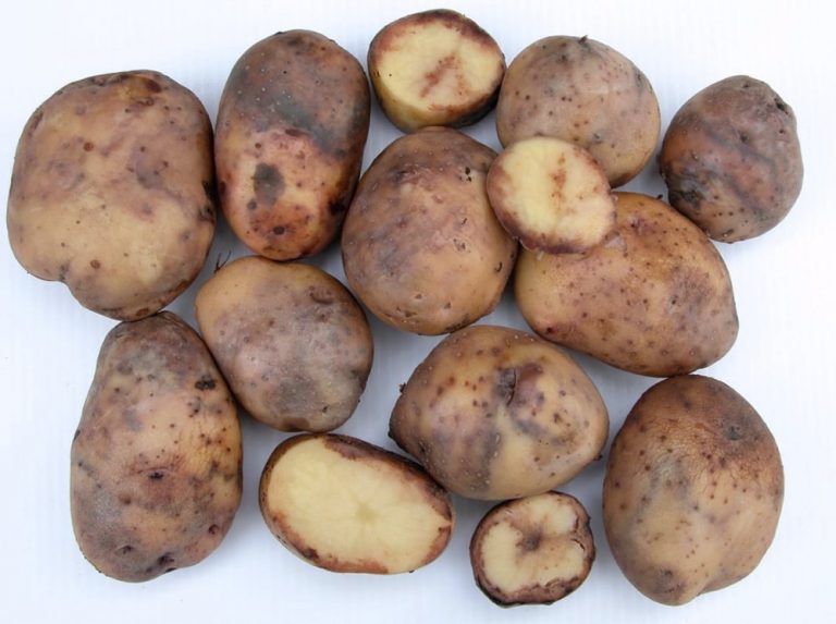 James Hutton Institute Secures Funding to Combat Blight. 9 James Hutton Institute Secures Funding to Combat Blight.