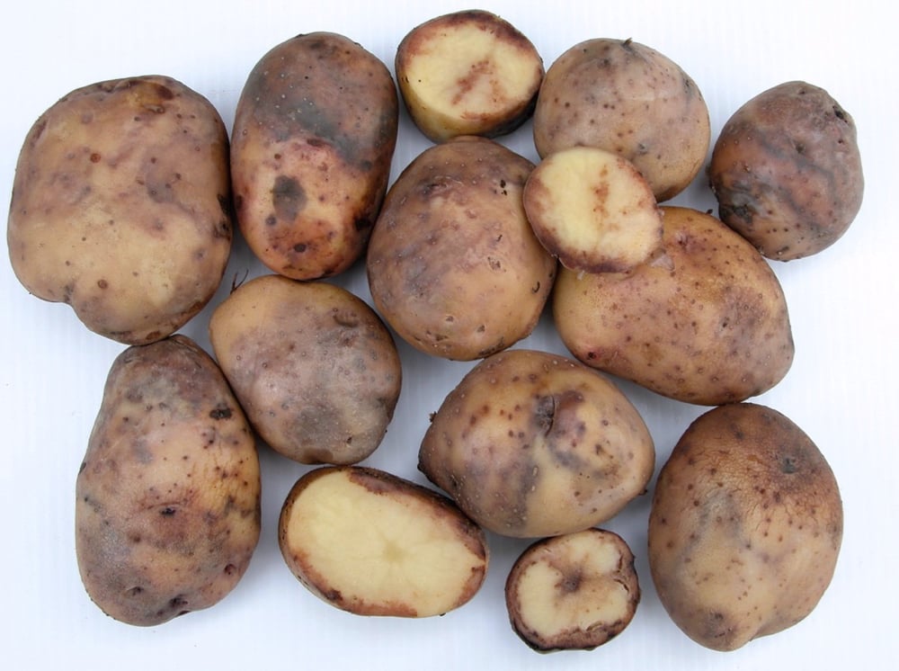 James Hutton Institute Secures Funding to Combat Blight.