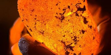 Reader’s Contribution: New Potato Variety ALVA from Agrostar