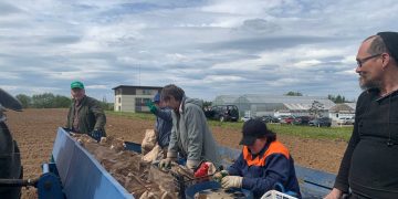 Dokagene Breeding and Genetics Center Team Plants Potatoes in Variety Testing Plot
