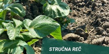 Optimizing Potato Crop Protection: Insights from Savacoop d.o.o.