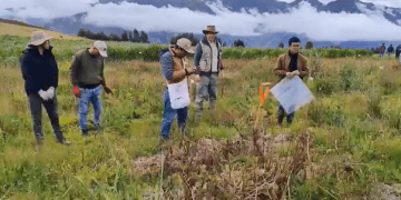 Enhancing Soil Health: Insights from Potato Harvest in Santa Fe Village, Peru