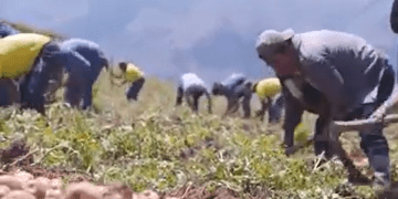 Orlando Nieves: A Pioneer in Potato Production in Huánuco