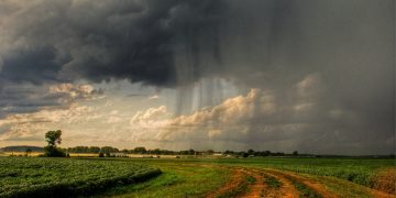 High Rainfall in Russia Increases Risk of Potato Diseases: Vigilant Pest and Disease Management Required