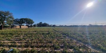 Field Tour in Southern Europe: Showcasing New Potato Varieties