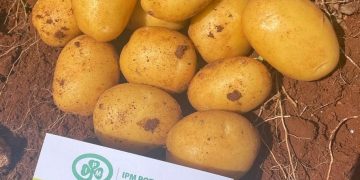 Successful Harvest Demonstration Highlights Potato Varieties in Cyprus
