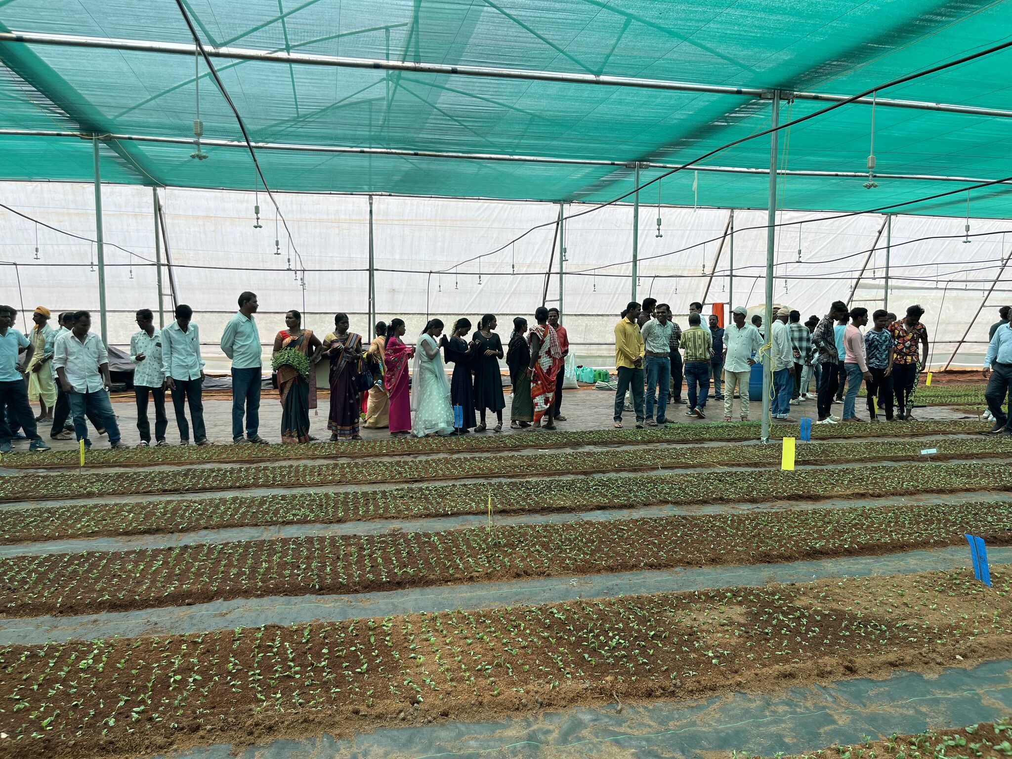 Potenziare la coltivazione della patata: il CIP-Odisha commemora la Giornata internazionale della patata