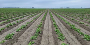 Battling Phytophthora: The Ongoing Challenge for Potato Farmers