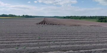 Evaluating the Impact of Water Stress on Different Potato Varieties: Insights from ANTEDIS Field Trials