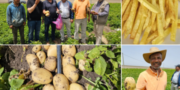 ‘Sound’ Potato Variety Thrives in Moroccan Soil