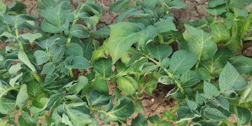 Addressing Sudden Heat Stress in Potato Fields