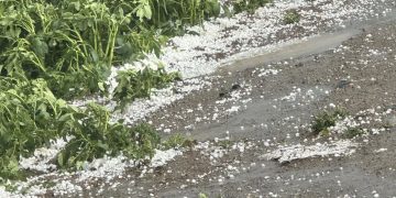 Hailstorm Havoc: Devastating Impact on Potato Farms Across Central Turkey