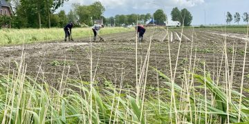 Adapting to Climate Extremes: Challenges and Strategies in Potato Farming